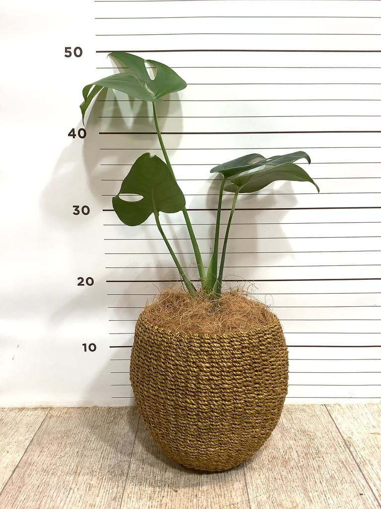 モンステラ 4号 | 観葉植物通販HitoHana(ひとはな)