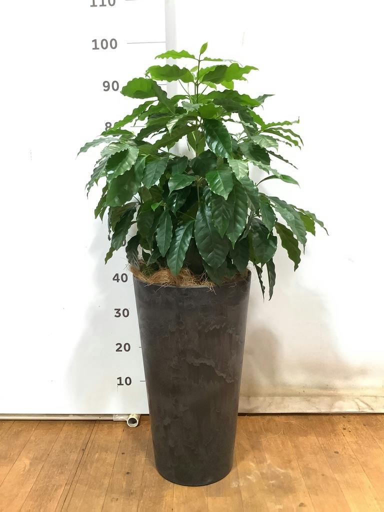観葉植物 コーヒーの木 7号 プラスチック鉢 | 観葉植物ならHitoHana