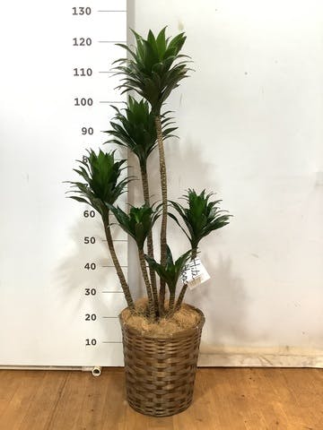 観葉植物 ドラセナ パープルコンパクタ 8号 竹バスケット 付き