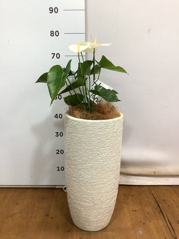 観葉植物 アンスリウム 6号 ホワイト エコストーントールタイプ white 付き