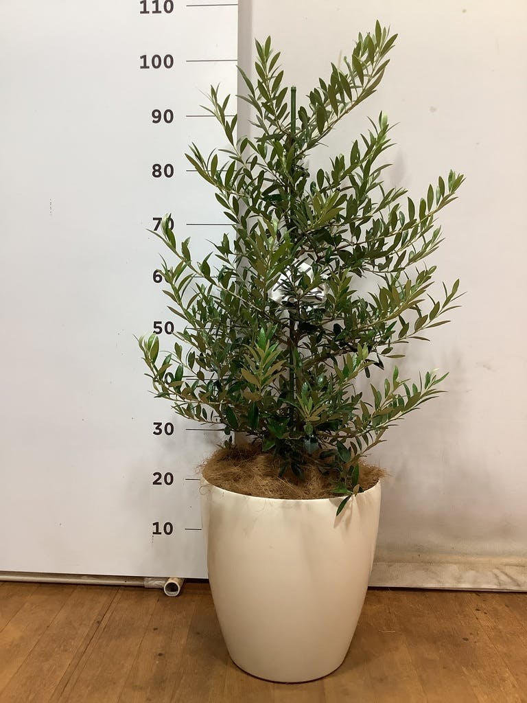 オリーブの木 アルベキーナ | 観葉植物 | 送料無料でお届け - Hitohana
