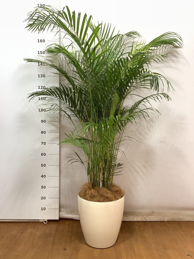 アウトレット オンラインセール アレカヤシ 10号サイズ ラスターポット 鉢カバー 付き Lsp 001 Hitotoki 通販 Yahoo ショッピング レトロゲーム配信サービス Www Humanainternational Com