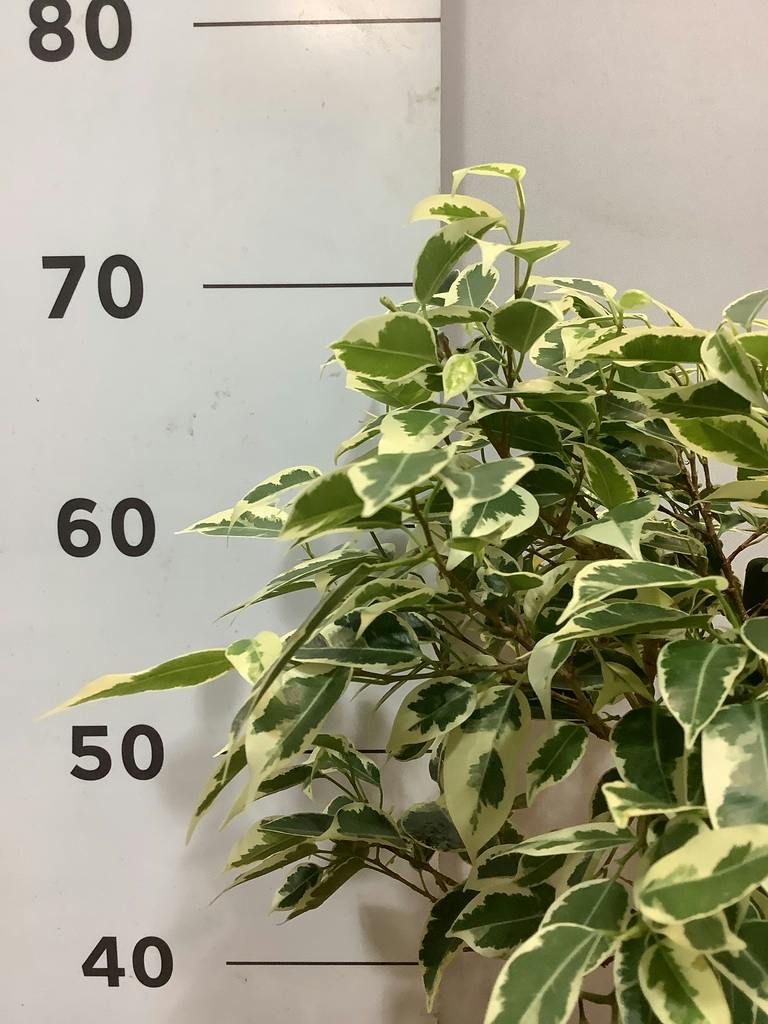 フィカス ベンジャミン ゴールデンスポット | 観葉植物 | 送料無料でお