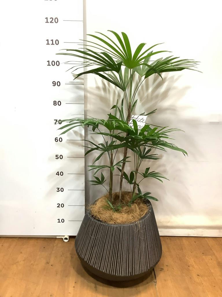 観葉植物 シュロチク（棕櫚竹） 8号 エディラウンド 黒 付き | 観葉
