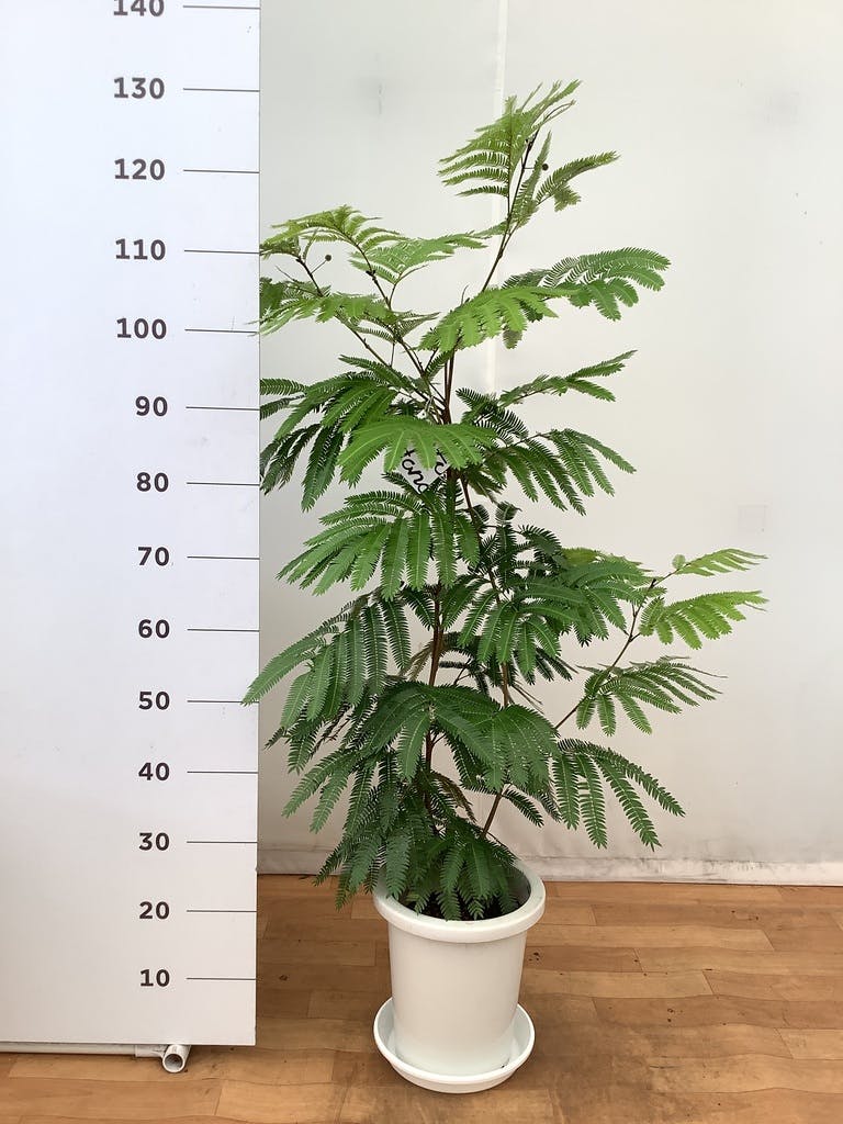 観葉植物 エバーフレッシュ 8号 ボサ造り プラスチック鉢 | 観葉植物