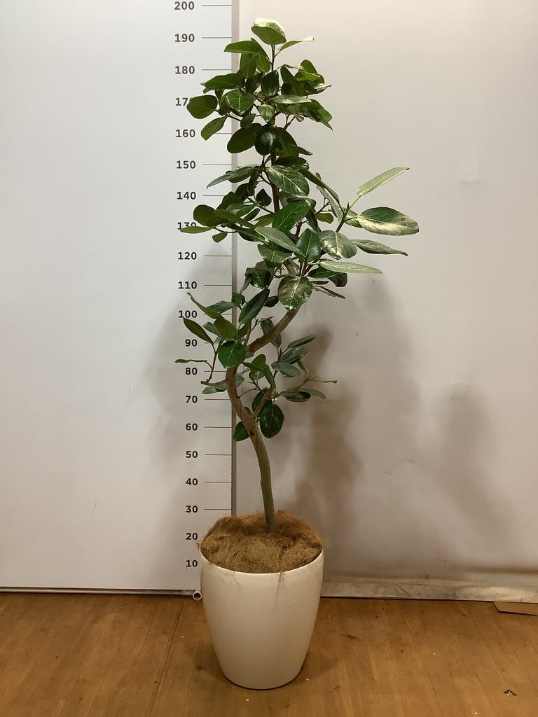 観葉植物 フィカス ベンガレンシス 10号 曲り プラスチック鉢 | 観葉