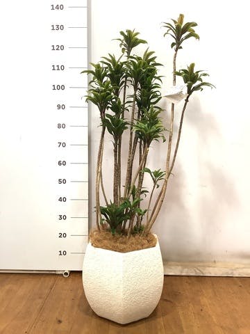 観葉植物 ドラセナ パープルコンパクタ 8号 Eco Stone（エコストーン） ヘキサタイプ  White 付き
