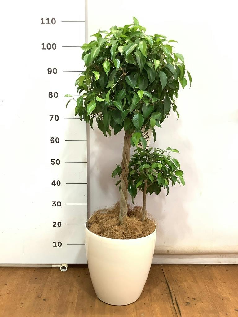 観葉植物 フィカス ベンジャミン 玉造り　スタンド仕立て　８号鉢 観葉植物 フィカス ベンジャミン 8号 玉造りエディラウンド 黒 付き