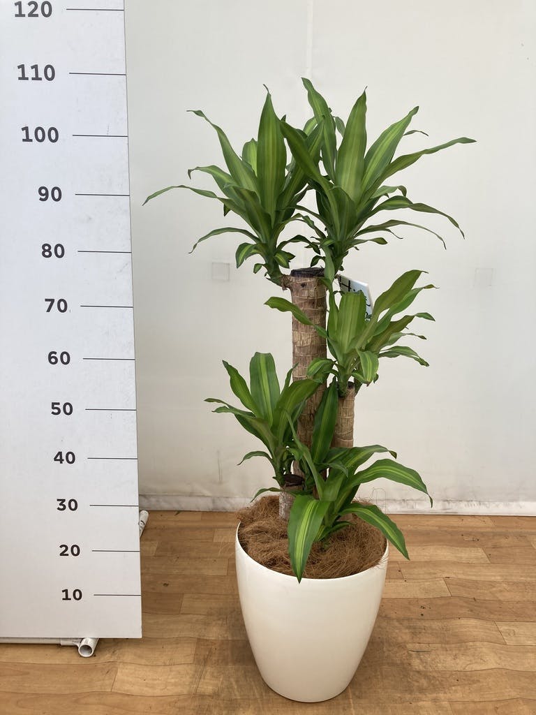 公式ショップ 観葉植物 幸福の木8号カラーポット 高さ約1cm 観葉植物 鉢色 カシスレッド Www Gatorheatandair Com