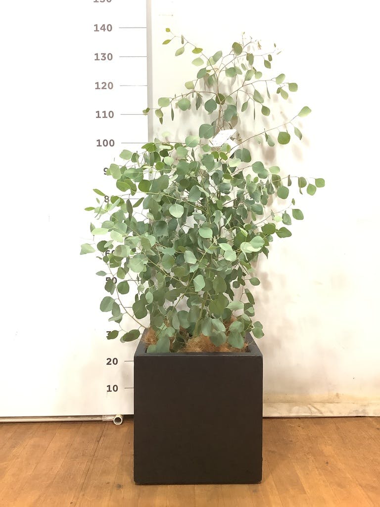観葉植物 ユーカリ 8号 ポポラス（ポリアンセモス） ベータ キューブ