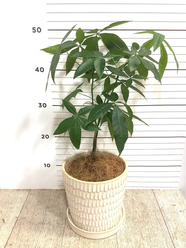 観葉植物 パキラ 4号 ねじり クラッツ ウロ ホワイト 付き