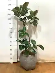 フィカス ソフィア 写真 | 観葉植物通販HitoHana(ひとはな)