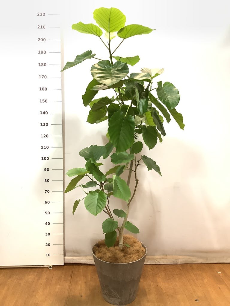 観葉植物 フィカス ウンベラータ 10号 ノーマル エコストーンLight