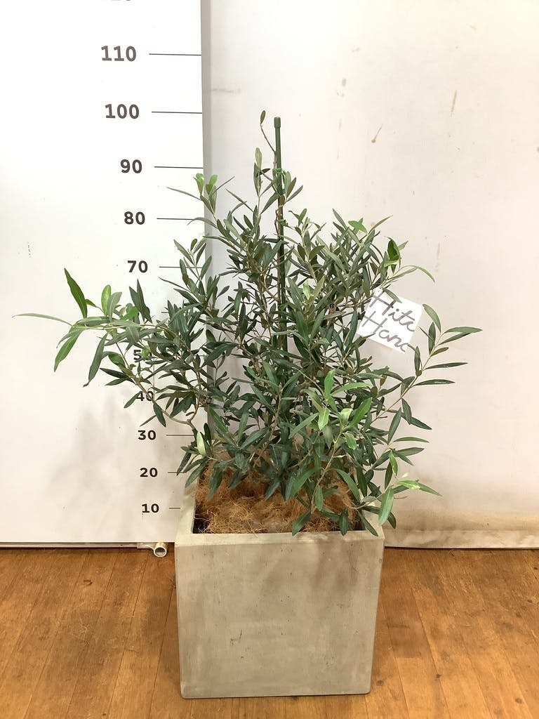 観葉植物 オリーブの木 8号 コラティーナ (コラチナ) セドナロング