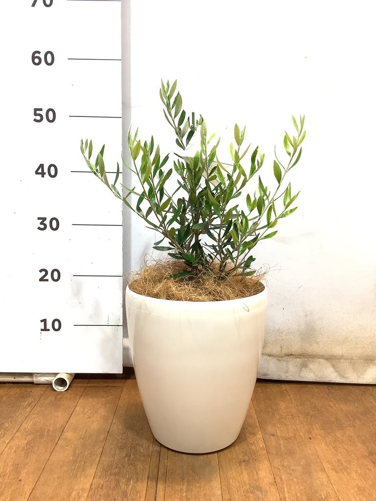 観葉植物 オリーブの木 【51cm】 6号 ひなかぜ 盆栽仕立て #71502