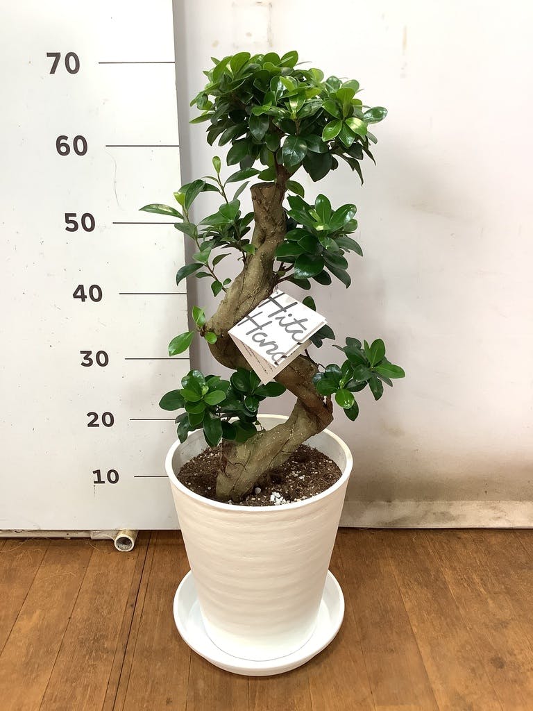 ❤10月中の出品❤ガジュマル苗木 - 植物/観葉植物