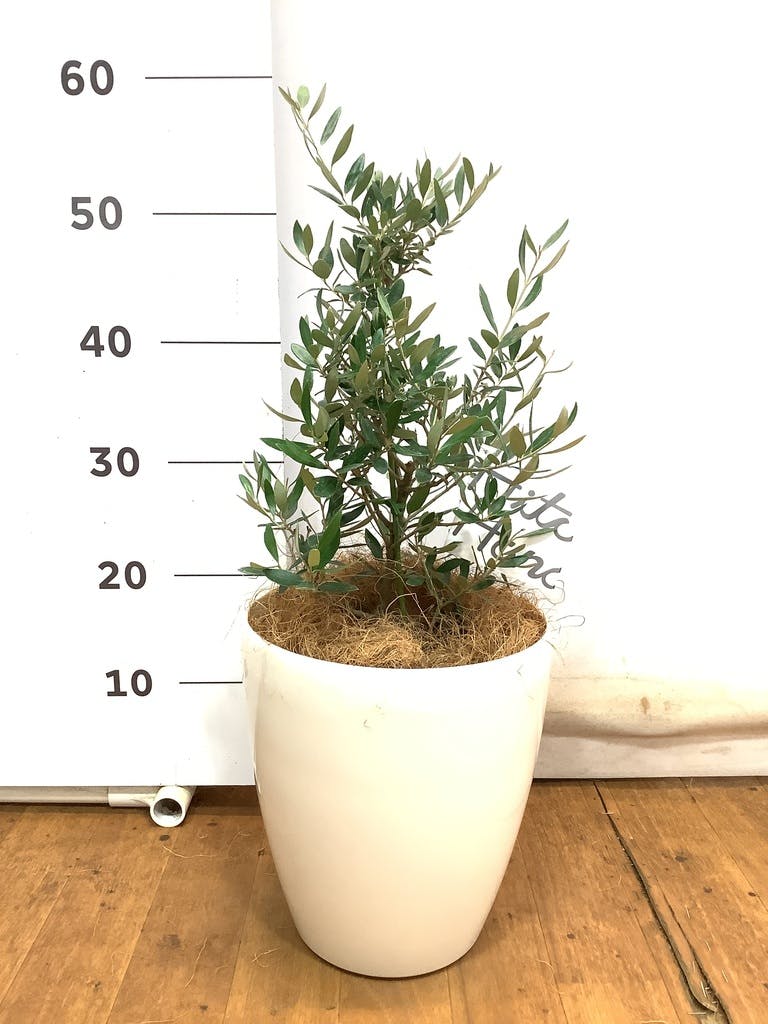 観葉植物 オリーブの木 【51cm】 6号 ひなかぜ 盆栽仕立て #71502