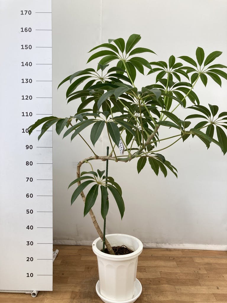 観葉植物 ツピダンサス 大型 10号11号