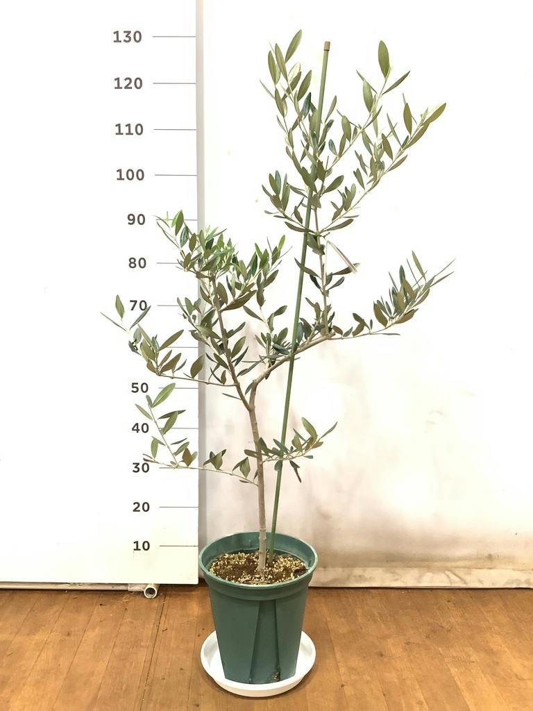 観葉植物 オリーブ 8号 ハーディーズマンモス プラスチック鉢 / 小倉園