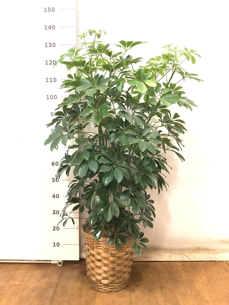 観葉植物 シェフレラ 【170cm】 9号 プラスチック鉢 #70764 ※1都3県