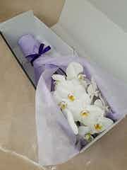 胡蝶蘭大輪 白 お供え用 切り花 5本入り ボックス 胡蝶蘭ならhitohana ひとはな