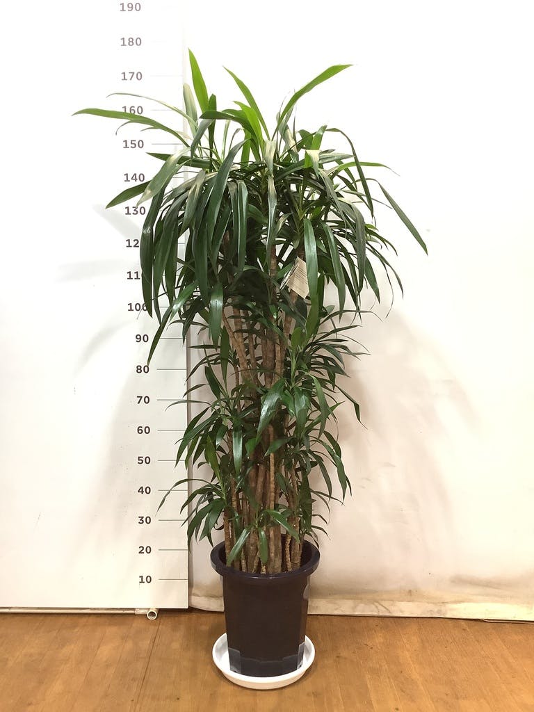 観葉植物 コルディリネ ストリクタ 10号 プラスチック鉢 | 観葉植物