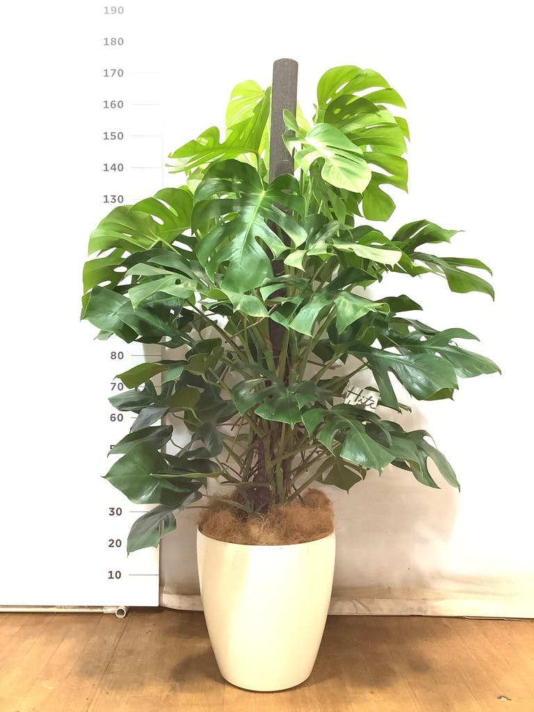 観葉植物 モンステラ 10号 ボサ造り プラスチック鉢 | 観葉植物