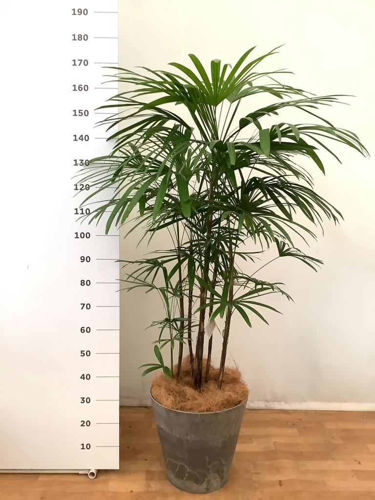 シュロチク（棕櫚竹） | 観葉植物の通販ならHitoHana（ひとはな）