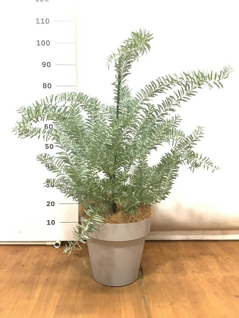 観葉植物 アカシア ブルーブッシュ 8号 ラスターポット white 付き