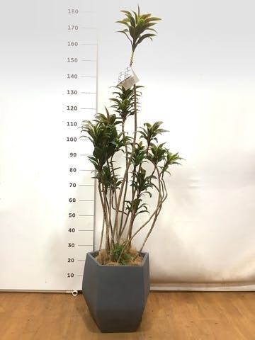 観葉植物 ドラセナ パープルコンパクタ 8号 ファイバークレイ Gray 付き