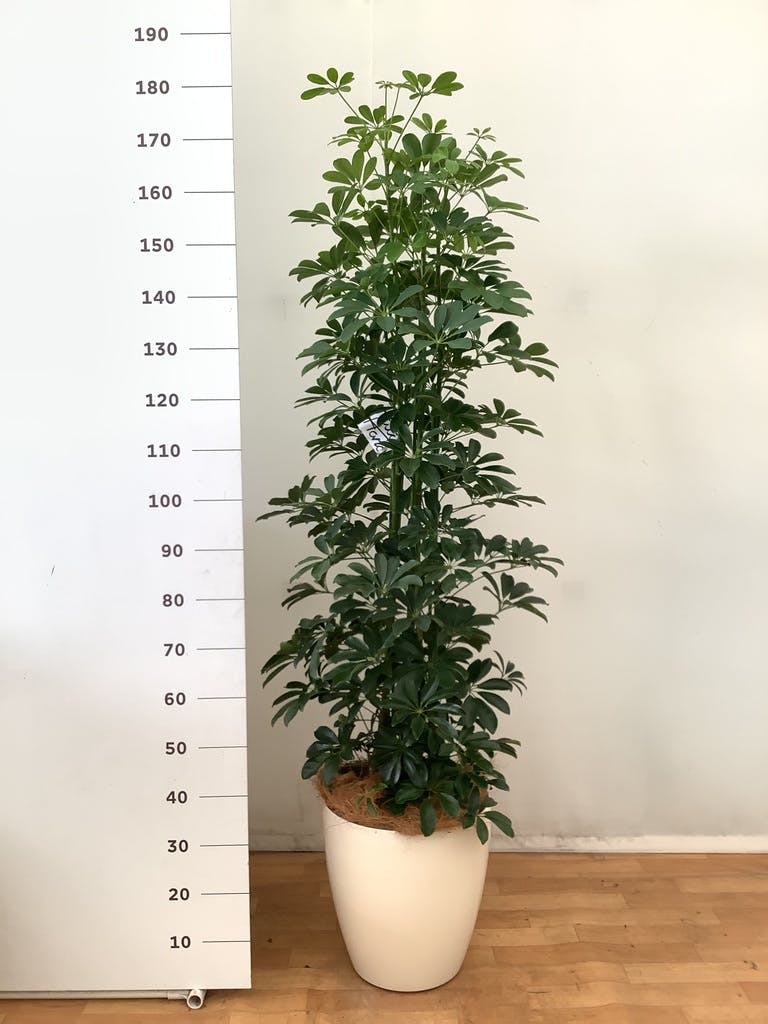 観葉植物 シェフレラ 170cm 観葉植物 カポック（シェフレラ） 【170cm】 13号 #72076 ※1都3県配送