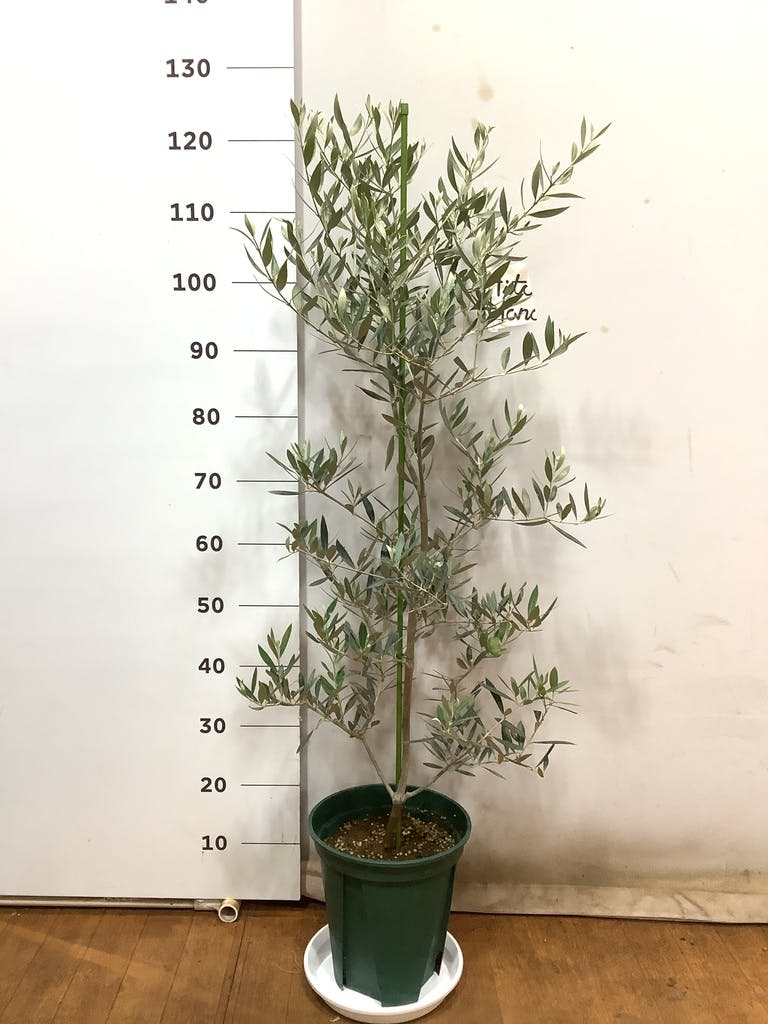 オリーブの木 オヒブランカ | 観葉植物 | 送料無料でお届け - Hitohana