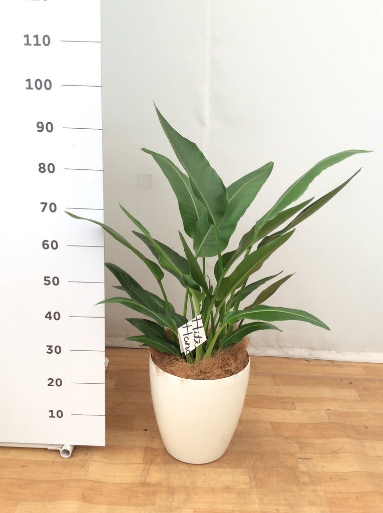 観葉植物 旅人の木 8号 プラスチック鉢 | 観葉植物ならHitoHana(ひとはな)