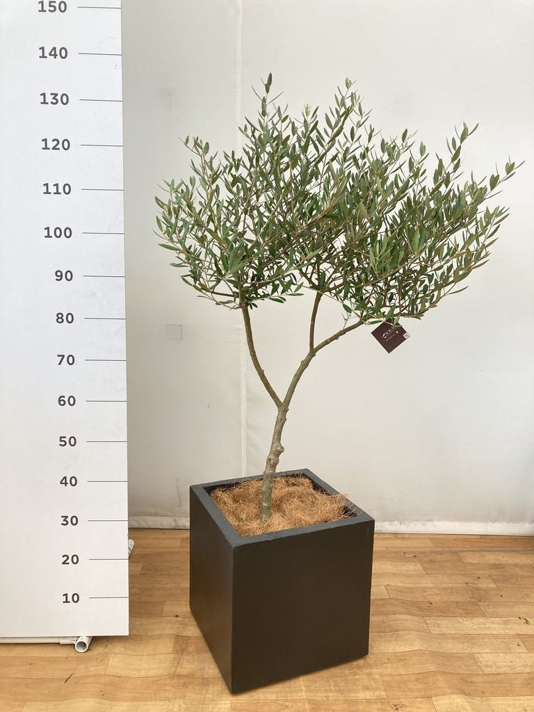 観葉植物 オリーブ 8号 創樹 ベータ キューブプランター 黒 付き