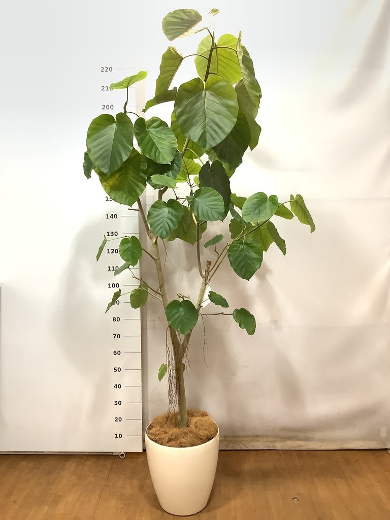 観葉植物 フィカスジャンボリーフ 【155cm】 9号 プラスチック鉢