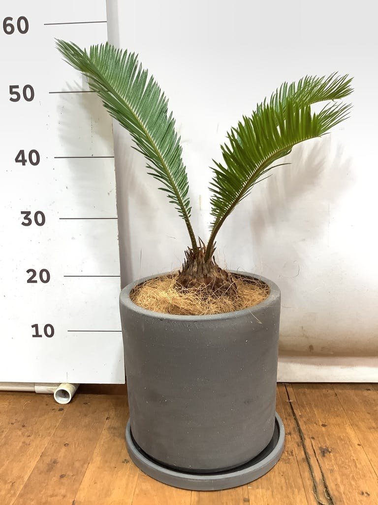 キョンちゃん様専用・姫蘇鉄・古木・蘇鉄・観葉植物・盆栽