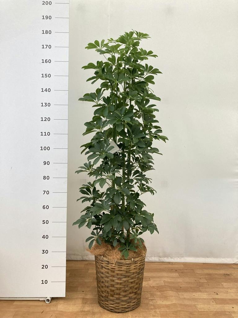 観葉植物 シェフレラ 【170cm】 9号 プラスチック鉢 #70764 ※1都3県