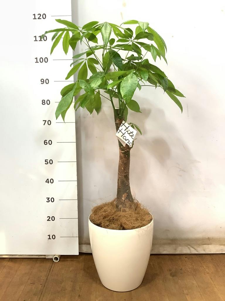 観葉植物 パキラ 8号 朴 プラスチック鉢 | 観葉植物ならHitoHana(ひとはな)
