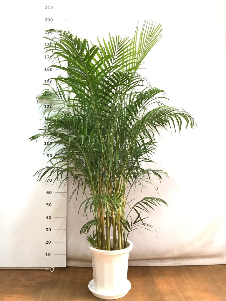観葉植物 アレカヤシ 10号 エコストーンwhite 付き | 観葉植物なら
