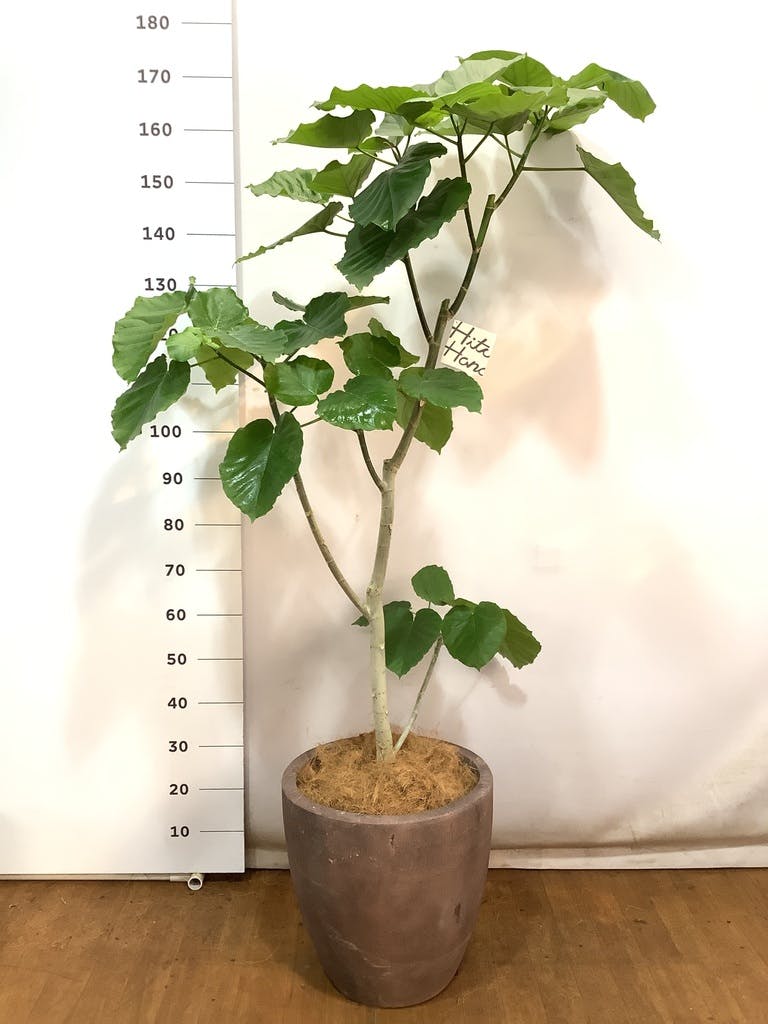 観葉植物 フィカス ウンベラータ 10号 ストレートアートストーン