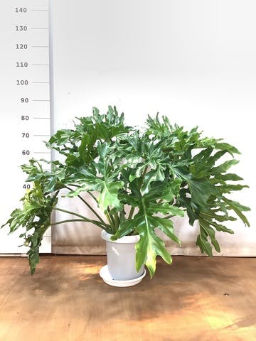 観葉植物 フィロデンドロン 8号 セローム ヒトデカズラ ボサ造り プラスチック鉢