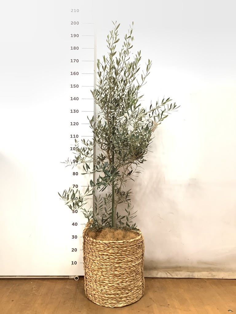 観葉植物 オリーブの木 10号 チプレッシーノ LushBasket(ラッシュ