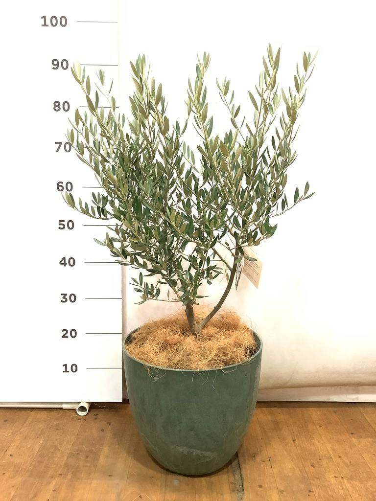 観葉植物 オリーブ 6号 創樹 プラスチック鉢 | 観葉植物ならHitoHana