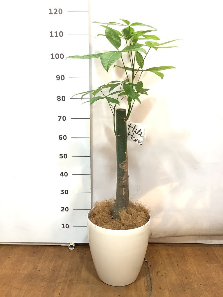観葉植物 パキラ 8号 朴 プラスチック鉢 | 観葉植物ならHitoHana(ひとはな)
