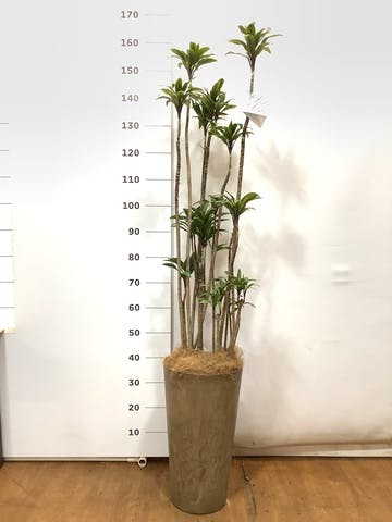 観葉植物 ドラセナ パープルコンパクタ 8号 アートストーン トールラウンド ベージュ 付き