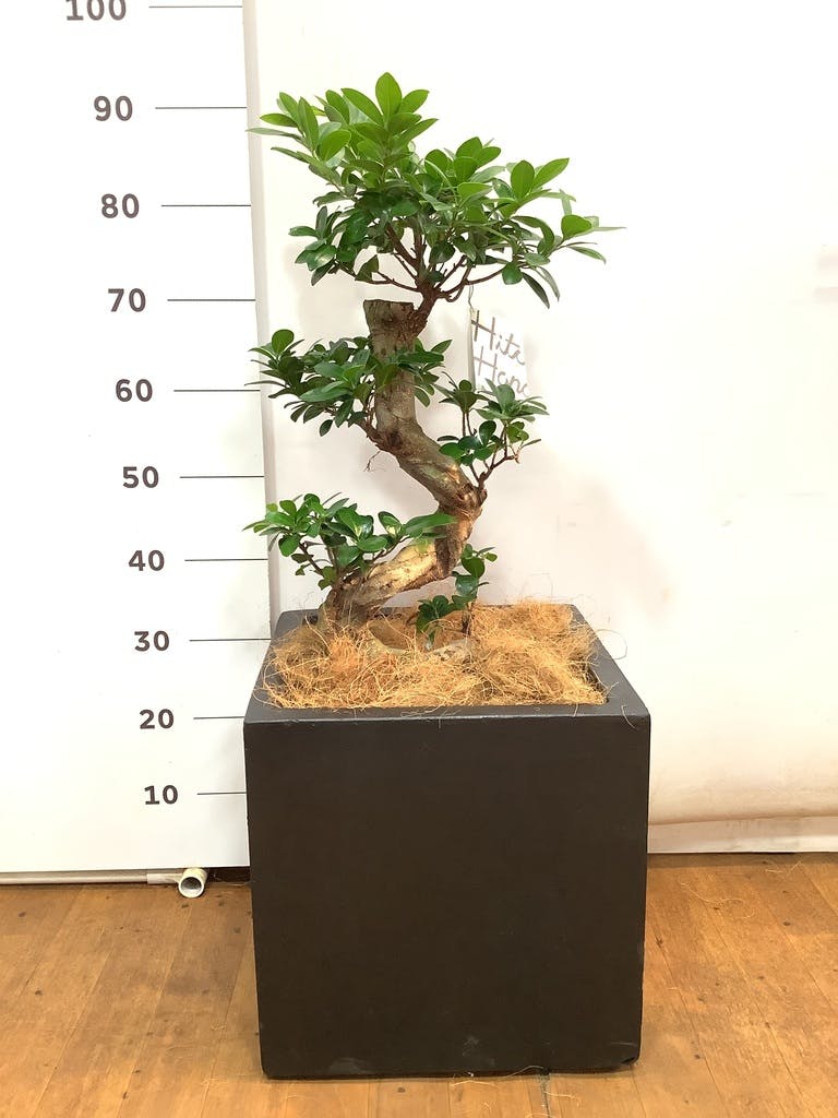 観葉植物 ガジュマル 8号 ベータ キューブプランター 黒 付き | 観葉