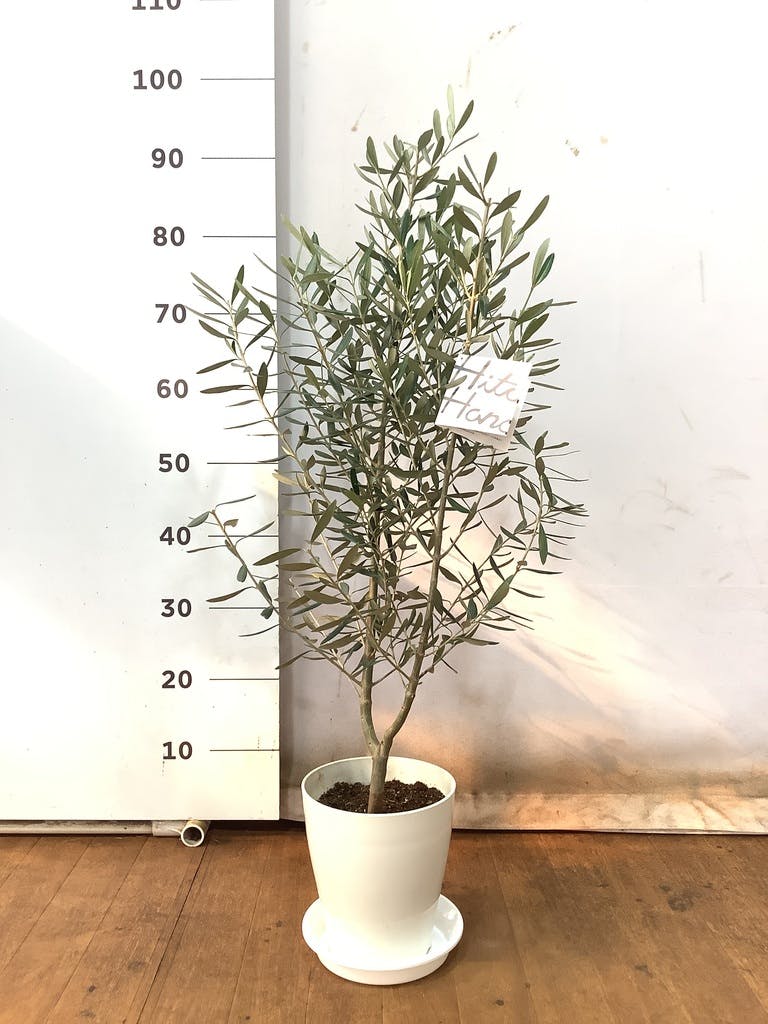 観葉植物 オリーブ 6号 チプレッシーノ プラスチック鉢 | 観葉植物なら