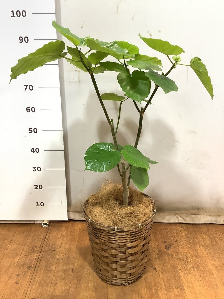 SEAL限定商品】 フィカス ベンガレンシス 8号 106cm curved tree form