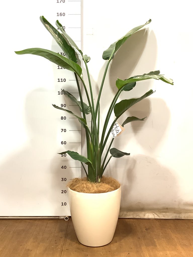 ストレチア オーガスタ ⑤ 超大型❗️ 170センチ 観葉植物 