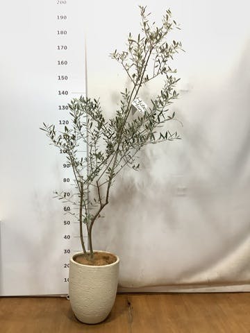 観葉植物 オリーブの木 8号 マンザニロ ビアスアルトエッグ 白 付き
